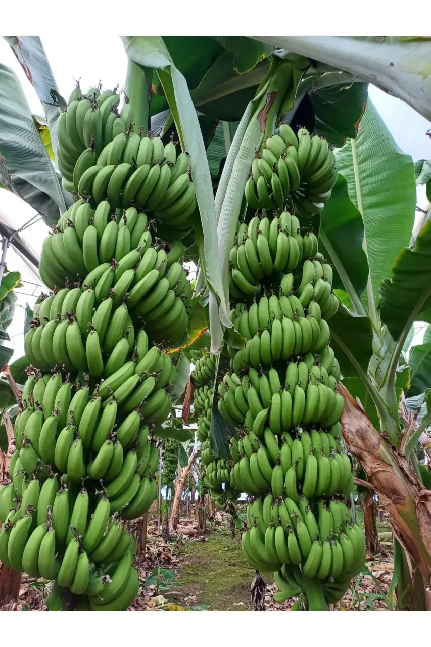 Neden İthal Değil, Anamur Muzu Tüketmeliyiz? – DRZ TARIM’dan Doğal Yerli Lezzet ?