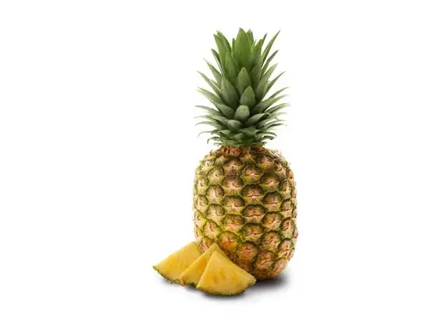 Ananas Yetiştiriciliği 