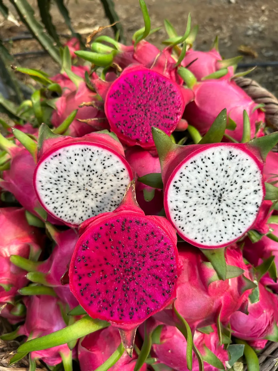 Ejder Meyvesi (Pitaya) Nasıl Yetiştirilir?