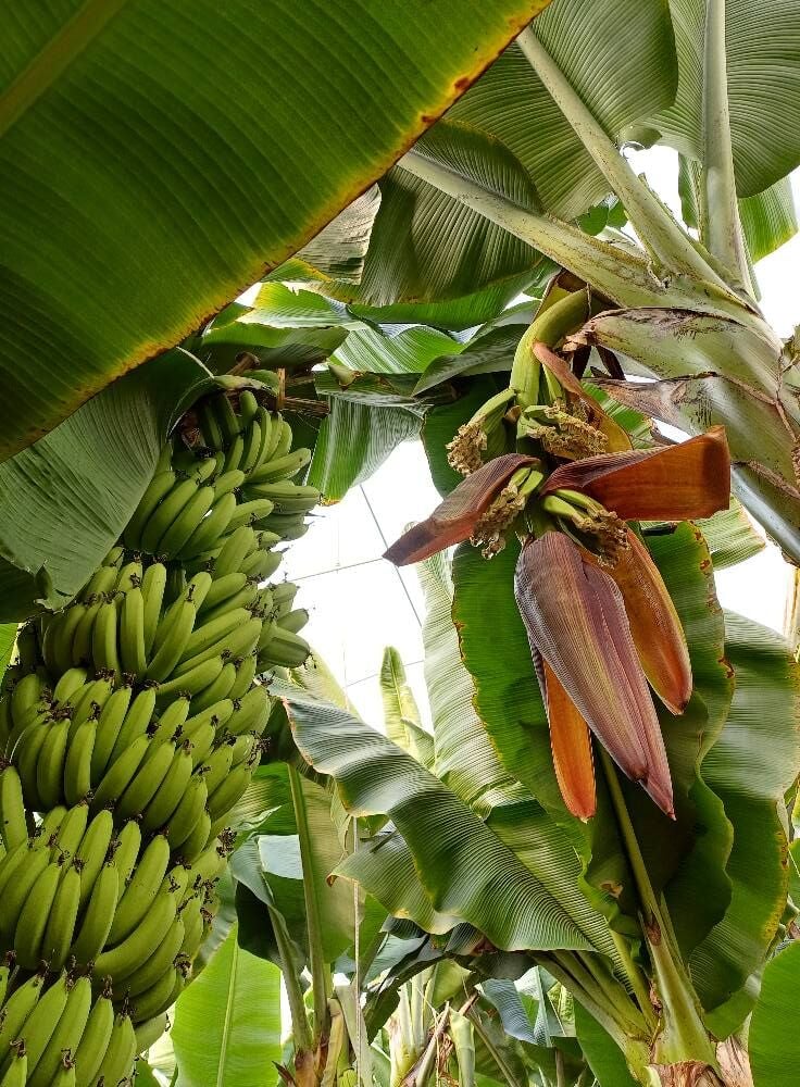 Muz Ağaçlarında Verimi Artırmanın Doğal Yolları