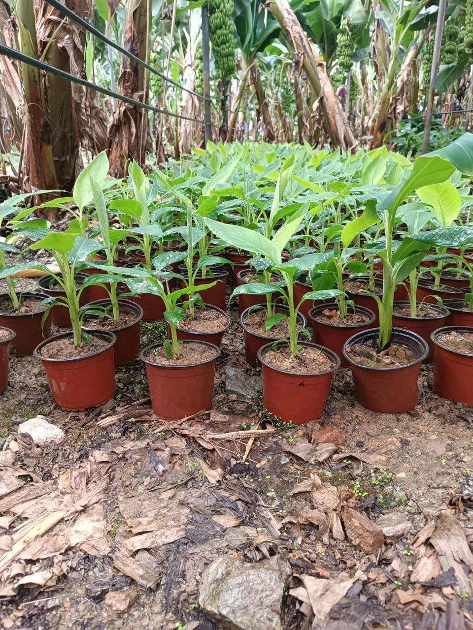 Muz Fidesi Nasıl Yetiştirilir? | Muz Fidesi Bakımı ve Verimi Artırma Rehberi