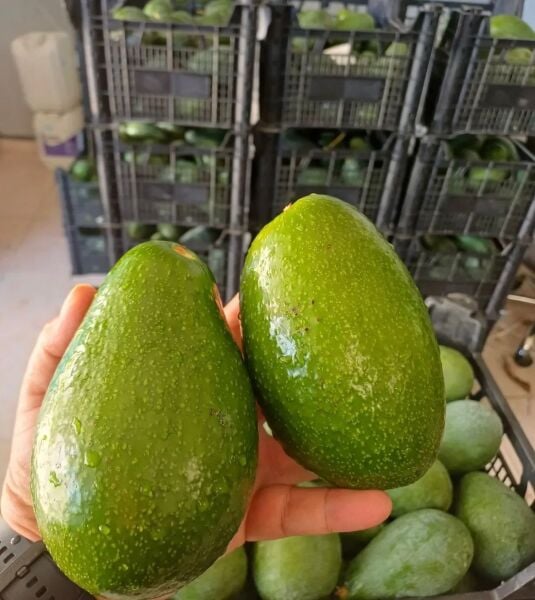 Avokado  1 KG Taze Hasat Dalından.
