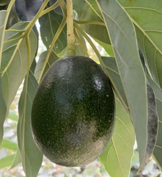 Avokado  1 KG Taze Hasat Dalından.
