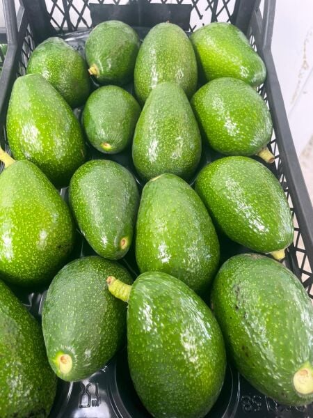 Avokado  1 KG Taze Hasat Dalından.