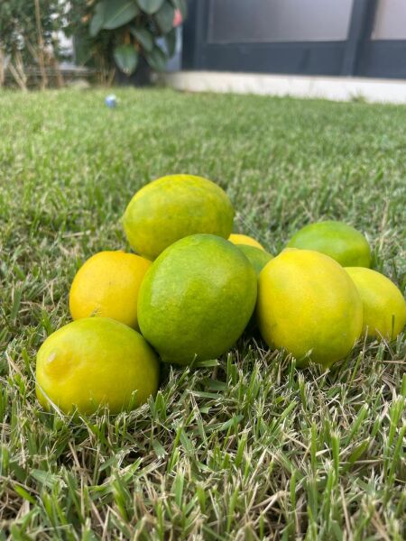 Sulu Limon  1 Kg
