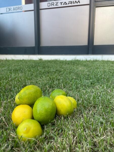 Sulu Limon 2 Kg