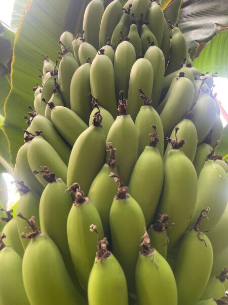 Anamur Muzu  Yeşil 2 Kg Taze Hasat