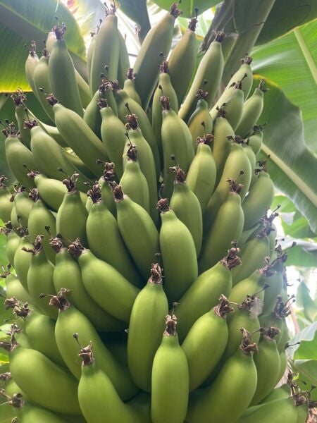 Anamur Muzu  Yeşil 2 Kg Taze Hasat