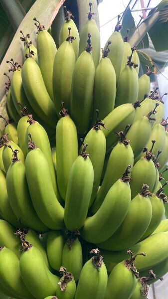 Anamur Muzu Yeşil 1  Kg Taze Hasat