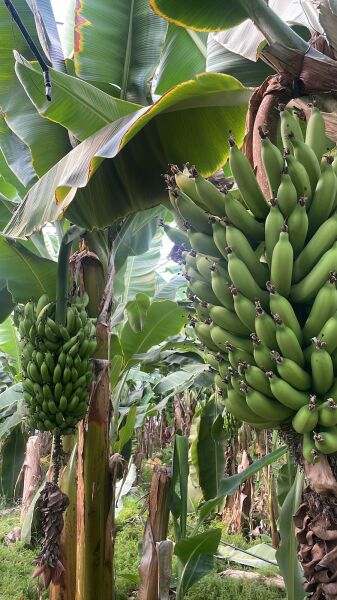 Anamur Muzu Yeşil 1  Kg Taze Hasat