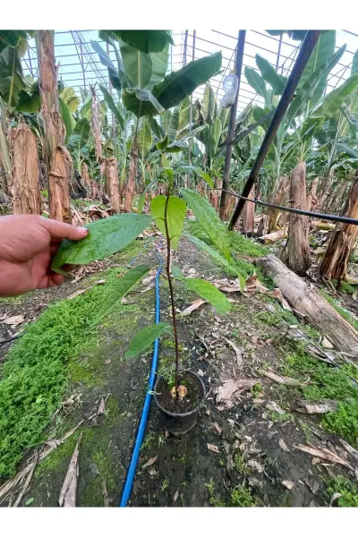 Avokado Tüplü Aşısız Fide 20 Cm Üstü 1 Adet
