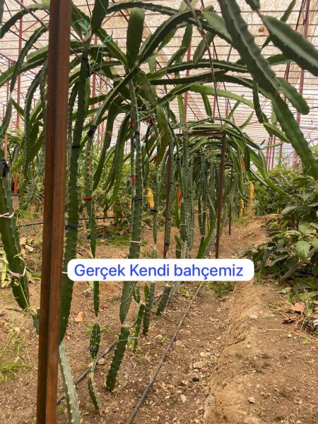 2 Adet Ejder Meyvesi (Çelikleme) Fidesi 20 cm Üstü.