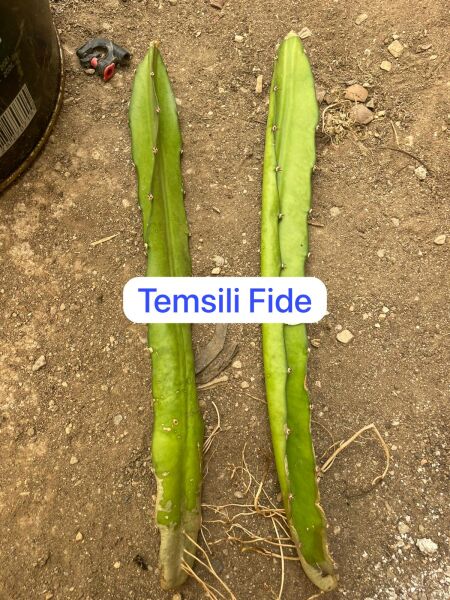 2 Adet Ejder Meyvesi (Çelikleme) Fidesi 20 cm Üstü.