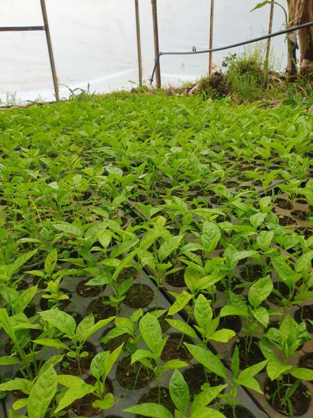 Pasiflora (Çarkıfelek)fidesi 20cm üstü tüplü 2 Adet