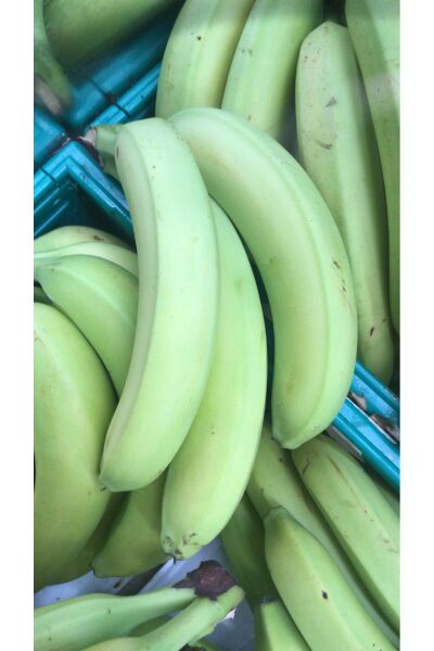 3kg Anamur Muzu Yeşil Hasat