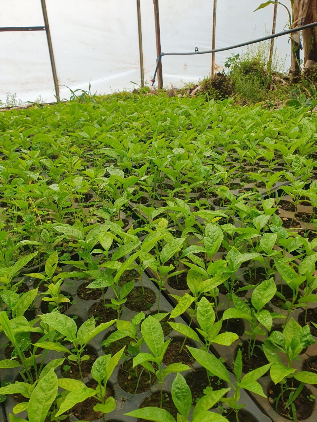 Pasiflora Çarkıfelek Fidesi 20cm Üstü 1 Adet