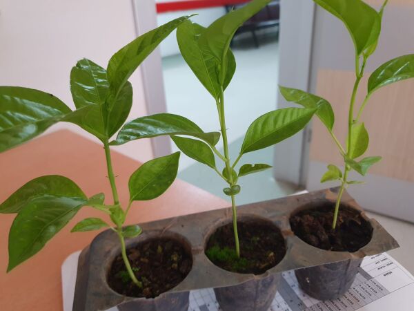 Pasiflora Çarkıfelek Fidesi 20cm Üstü 1 Adet