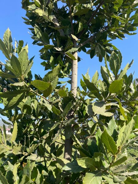 DOĞAL DEFNE YAPRAĞI TAZE TOPLAMA ( 25GR)