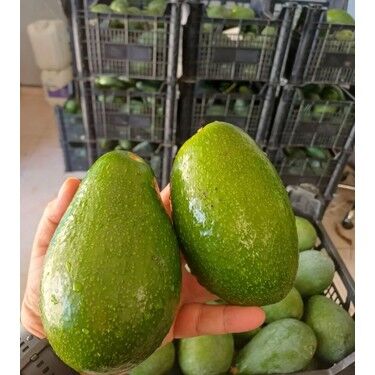 Yeni Hasat Orta Boy Avokado 5 Kg  (500 gr Limon Hediye)