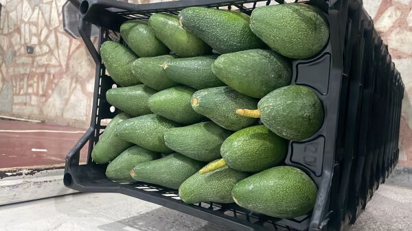 Yeni Hasat Orta Boy Avokado 5 Kg  (500 gr Limon Hediye)