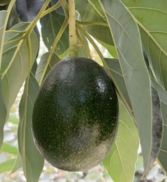 Yeni Hasat Orta Boy Avokado 5 Kg  (500 gr Limon Hediye)