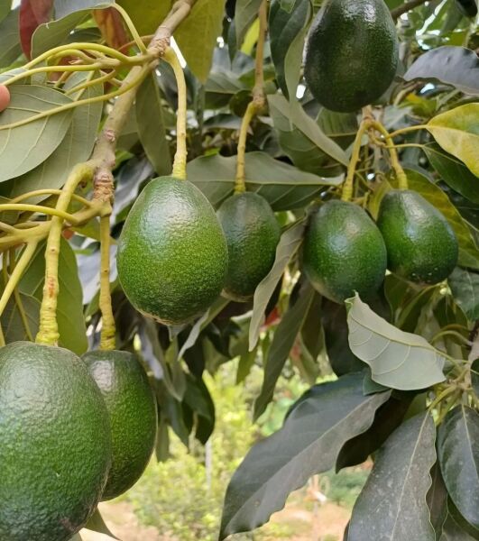 Yeni Hasat Orta Boy Avokado 5 Kg  (500 gr Limon Hediye)