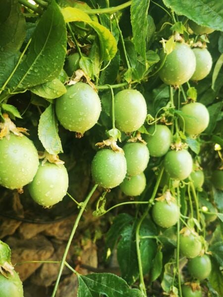 Pasiflora (Çarkıfelek Meyvesi) 500 GR