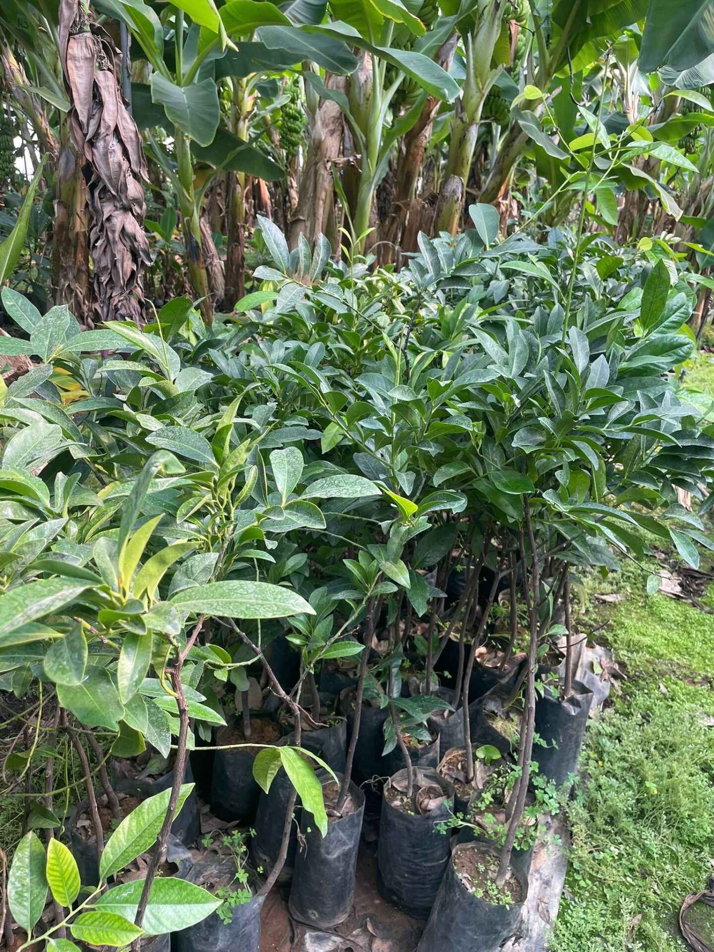 Çikolata Meyvesi Fidanları