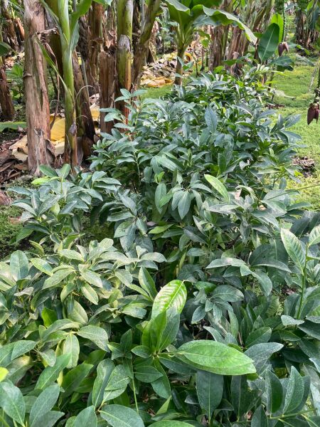 Çikolata Meyvesi Fidanları