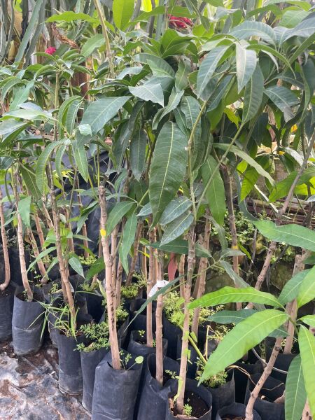 Çikolata Meyvesi Fidanları