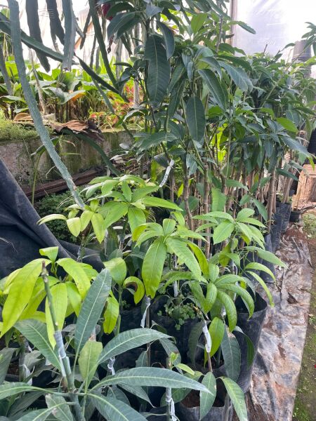 Aşı İstemeyen Mango Fidanı - 60 Cm-80 Cm