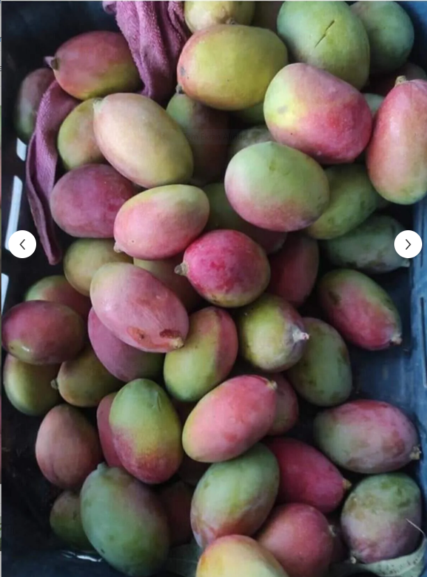 Aşı İstemeyen Mango Fidanı - 60 Cm-80 Cm