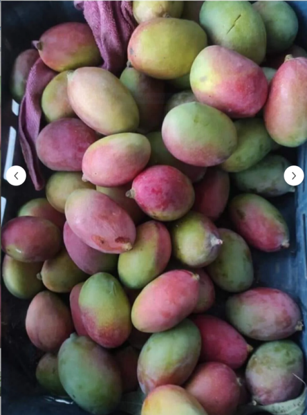 Aşı İstemeyen Mango Fidanı - 60 Cm-80 Cm