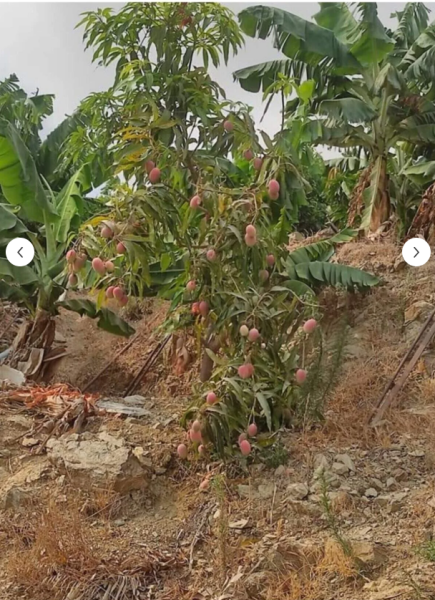 Aşı İstemeyen Mango Fidanı - 60 Cm-80 Cm