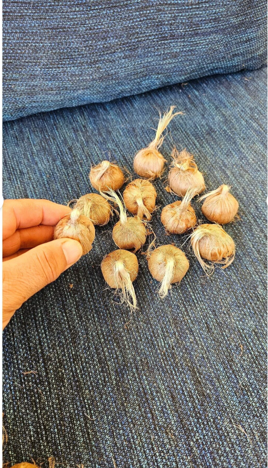 100 Gram (6–8 Adet) — Duble İri Boy, Orijinal Safranbolu Safran Soğanı