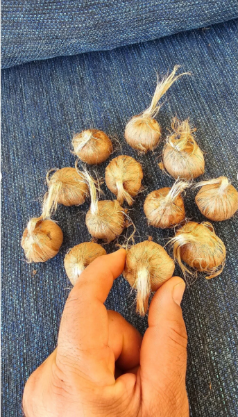 100 Gram (6–8 Adet) — Duble İri Boy, Orijinal Safranbolu Safran Soğanı