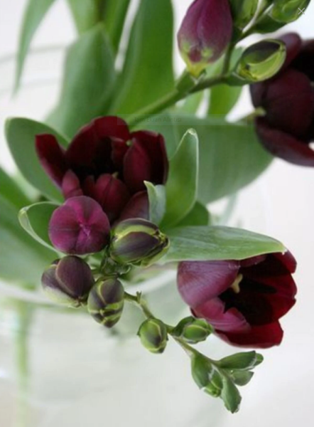 10 Adet Karışık Renkli Frezya Soğanı