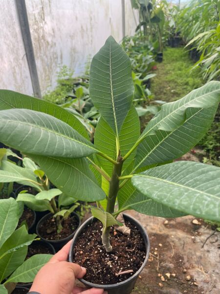 Amerikan Flu Plumeria 40-50 Cm Boy