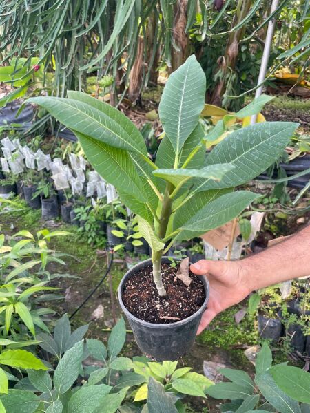 Amerikan Flu Plumeria 40-50 Cm Boy