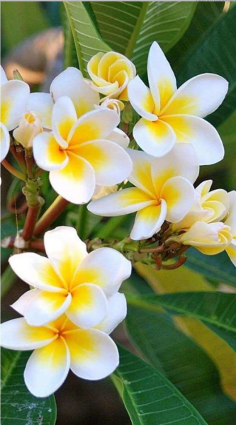 Amerikan Flu Plumeria 40-50 Cm Boy