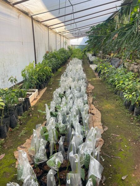 2 Yaş Zutano Avokado Fidanı AŞILI