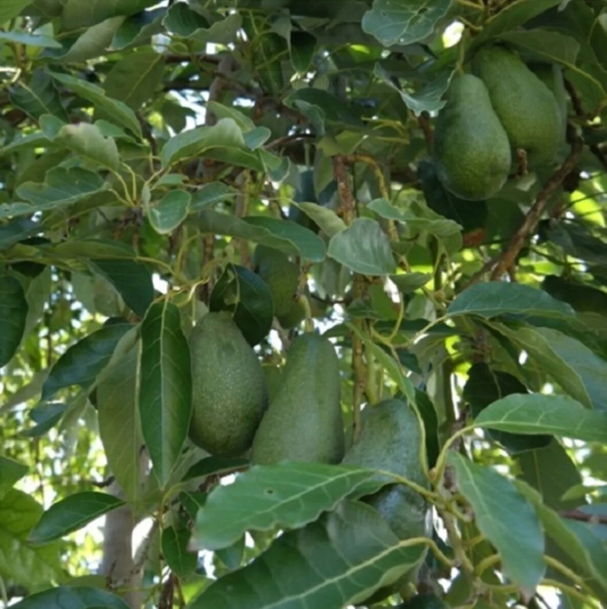 2 Yaş Zutano Avokado Fidanı AŞILI