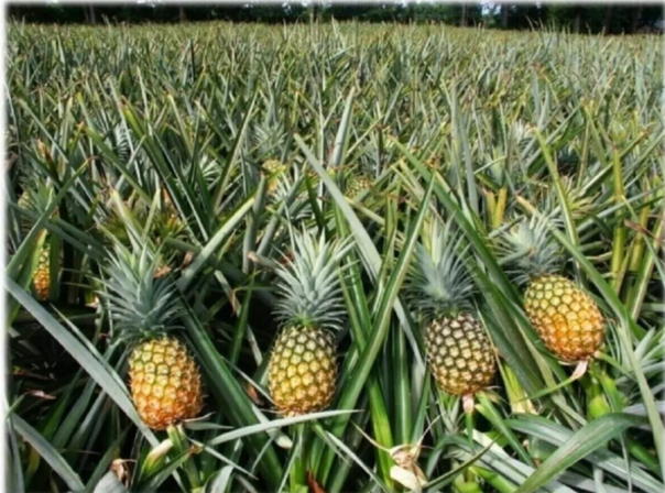 Ananas Fidanı 40-50 Cm Saksıda 2 yıllık fide