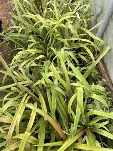 Ananas Fidanı 40-50 Cm Saksıda 2 yıllık fide