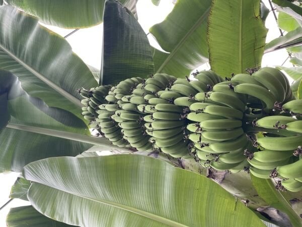 Anamur MUZU 5 KG
