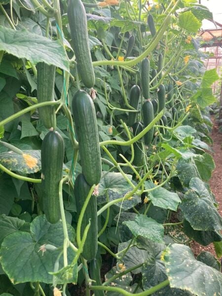 Salatalık Taze 1 KG