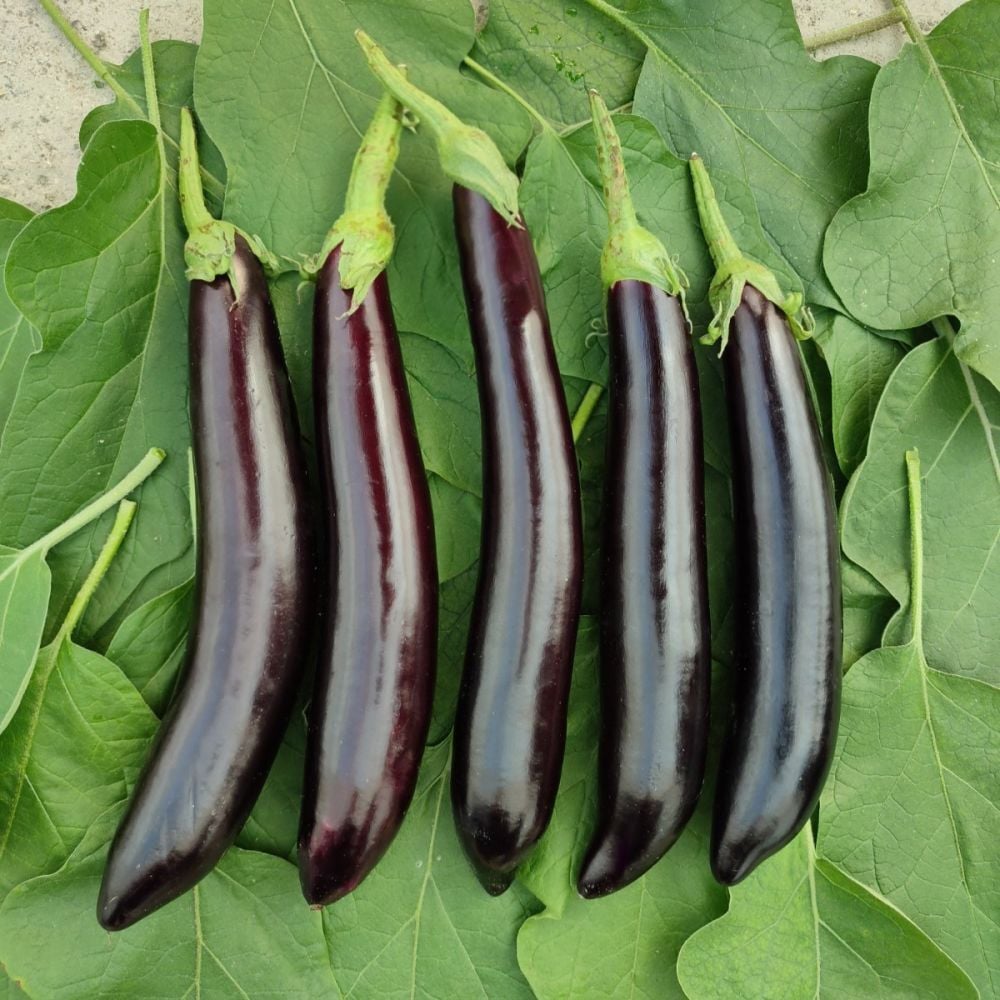 Patlıcan 1 KG
