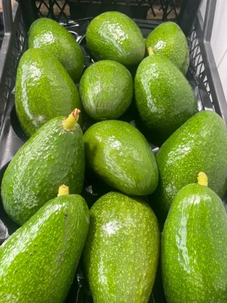 Avokado 1 KG Taze Yeni HasaT