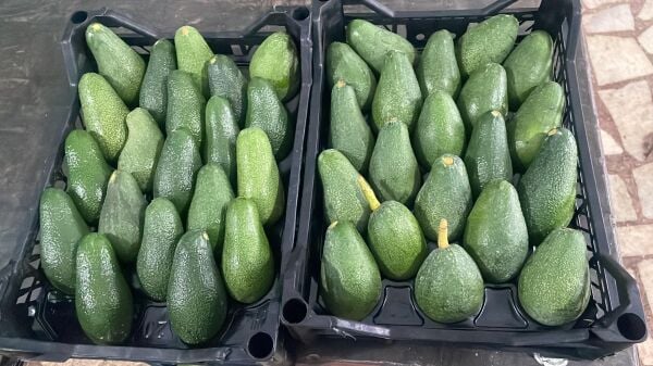 Avokado 1 KG Taze Yeni HasaT