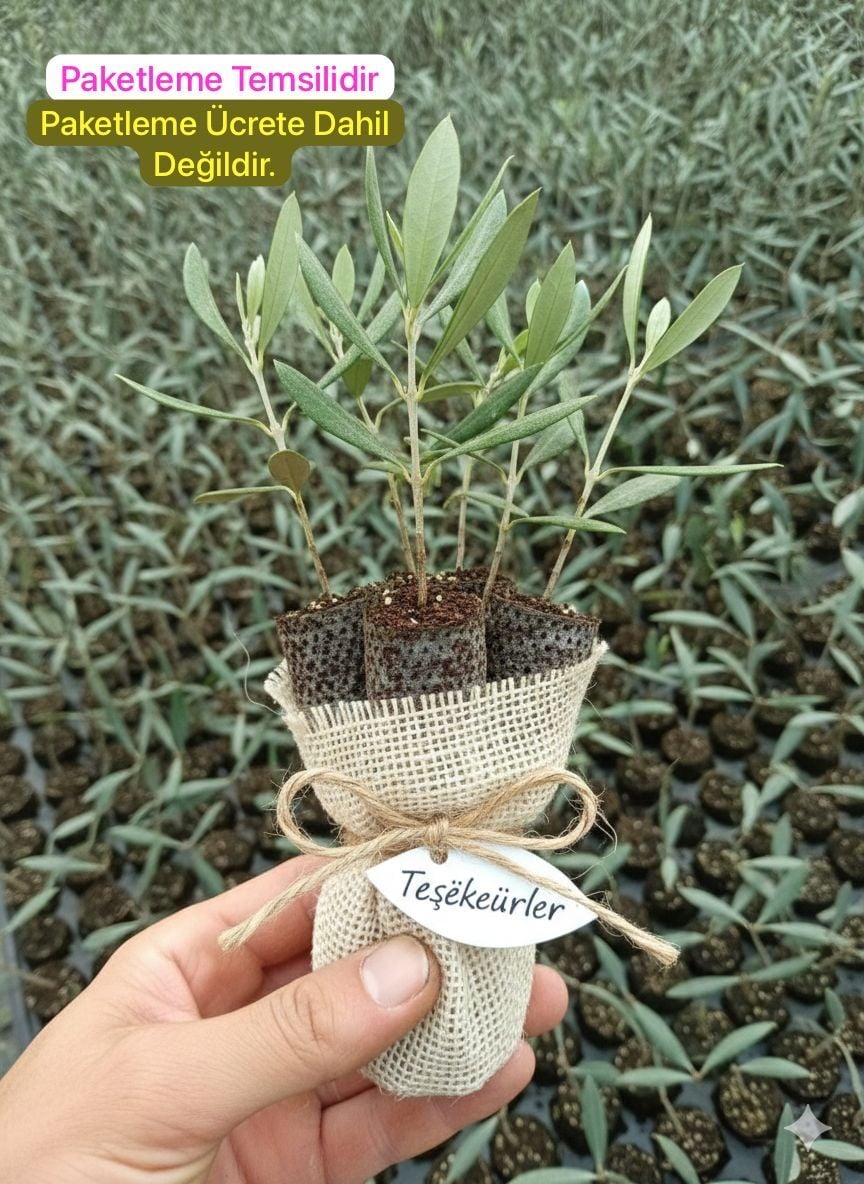 Nikah Düğün Organizasyon İçin Hediyelik Paper Potta Bodur Zeytin Fidanı (150 ADET)
